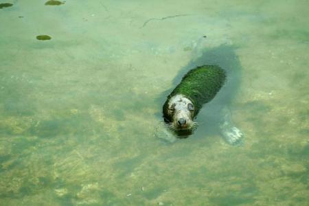 ¿Focas verdes en Santander? Exigen el cierre inmediato del minizoo de La Magdalena