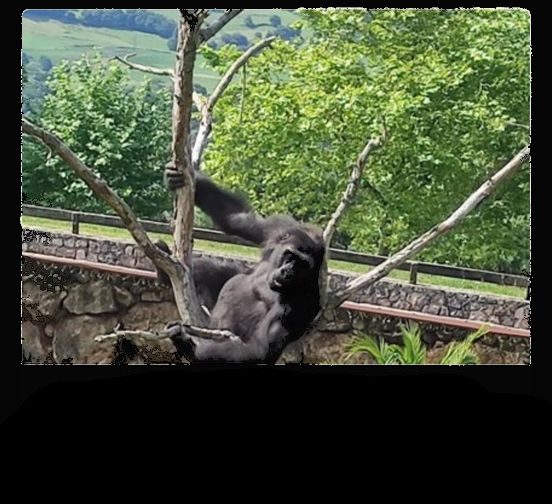 ¿Qué son realmente los zoos?