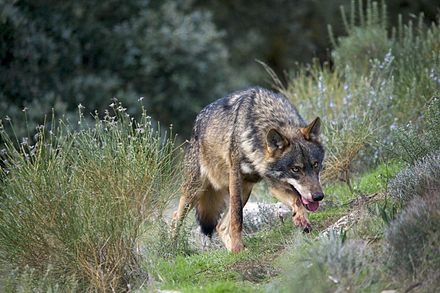El TSJC rechaza la protección del lobo