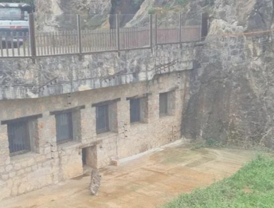 El leopardo persa abatido en Cabarceno