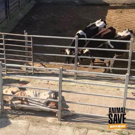 Animal save Santander continúa las vigilias en el matadero de Guarnizo