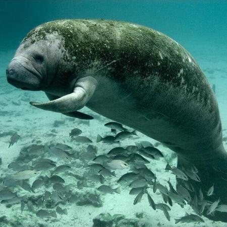 Los animales marinos odian los vertidos de agua radiactivos