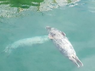 El cierre del zoo de la Magdalena