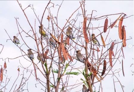 Las aves están avisando sobre el aumento de la temperatura en el planeta