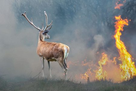 La biodiversidad no provoca incendios