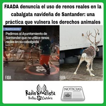 Explotación animal de renos en las cabalgatas navideñas