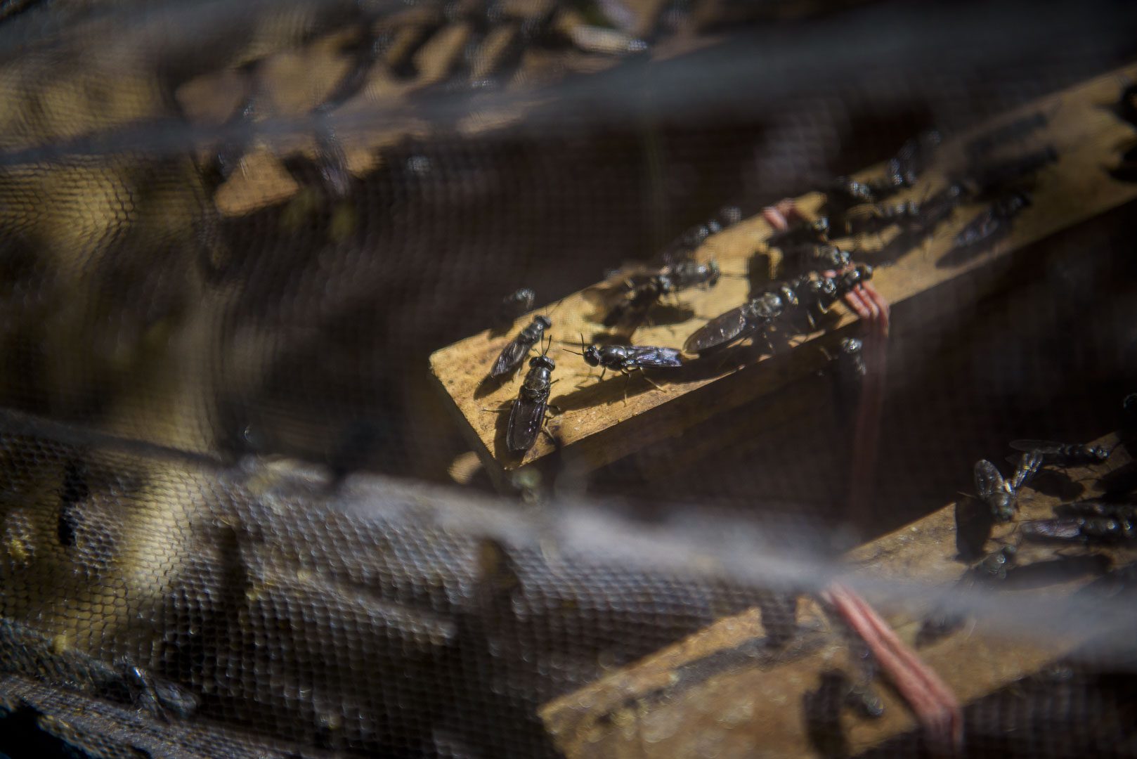 Animal view publica un reportaje sobre las granjas de insectos y sus implicaciones éticas