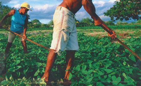 (Brasil) Agroecología y anarquismo organizado: una entrevista con la Federación Anarquista de Río de Janeiro (FARJ)