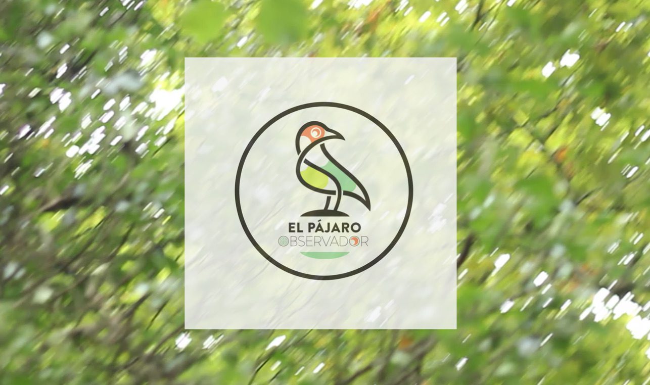 Octava temporada en el nido de El Pájaro Observador