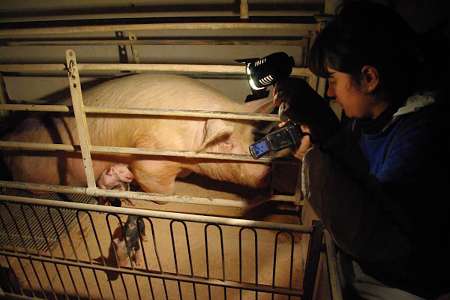 Igualdad Animal publica sus más de 180 investigaciones en granjas y mataderos