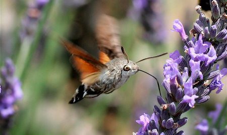 El apocalipsis de los insectos está aquí. ¿Qué implicaciones tiene para el resto de la vida en la Tierra?