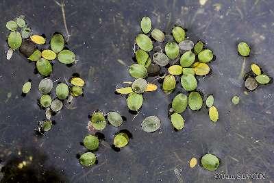 Dos especies vegetales en peligro de extinción amenazadas por el Polígono Industrial Eólico El Escudo