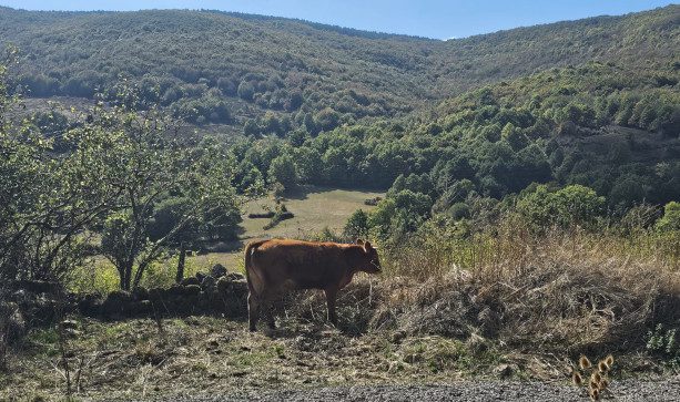 El Concejo de Sotillo–San Vitores denuncia que se ignora a los propietarios de montes públicos en el polígono eólico Morosos