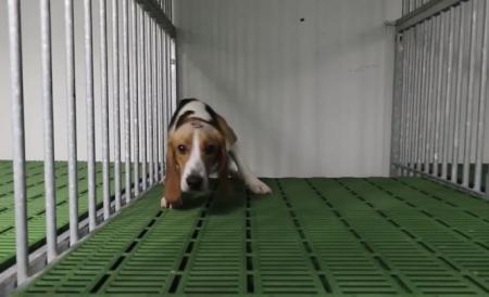 Vivotecnia: ni el principio