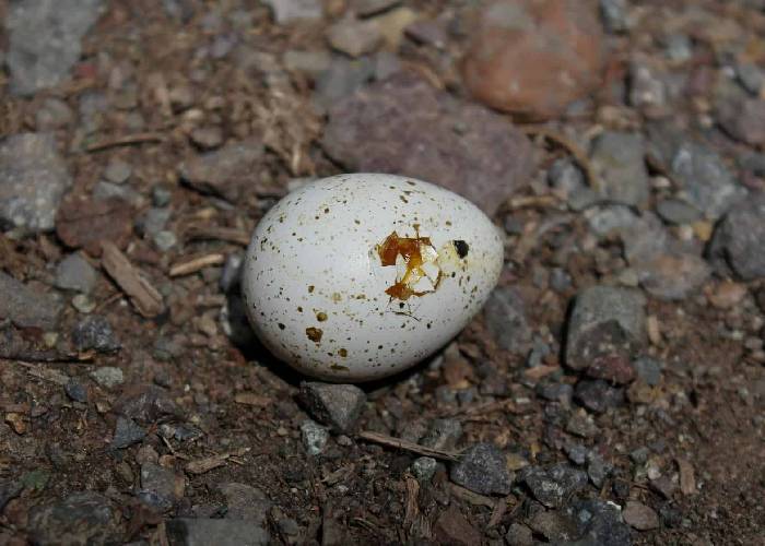 El huevo de la serpiente: la ola ultra como síntoma de la degradación del capital