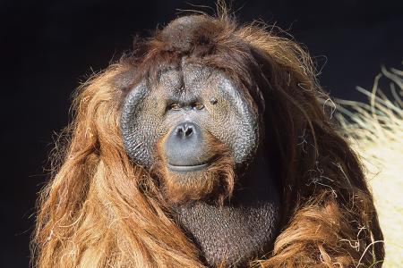 Orangutanes