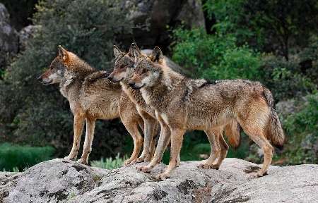 El lobo ibérico