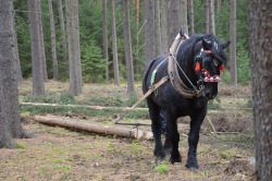 Fortexval: ¿Oportunidad o riesgo para nuestros bosques?