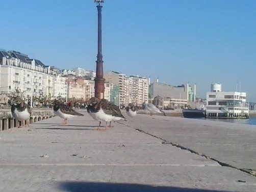 El anteproyecto de ley de vivienda de Cantabria